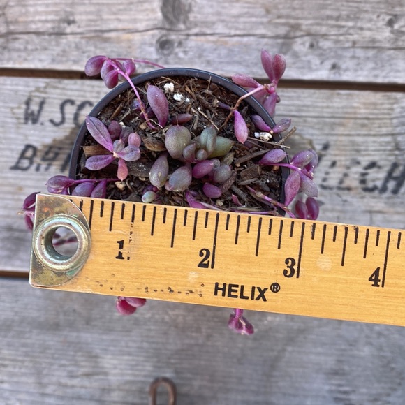 Ruby Pearls life plant / organic - Picture 4 of 5